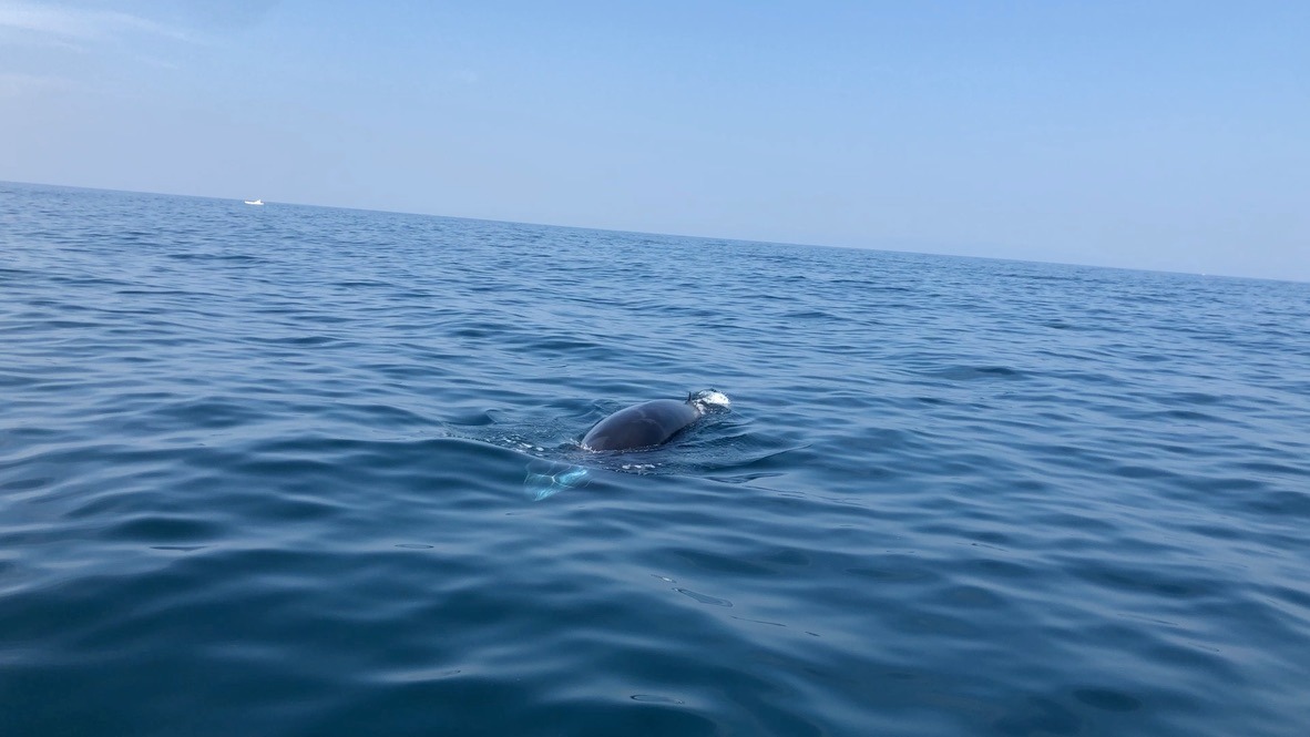 Sunset Cruise — Ocean Queen 2 (8 seats) gallery photo 4