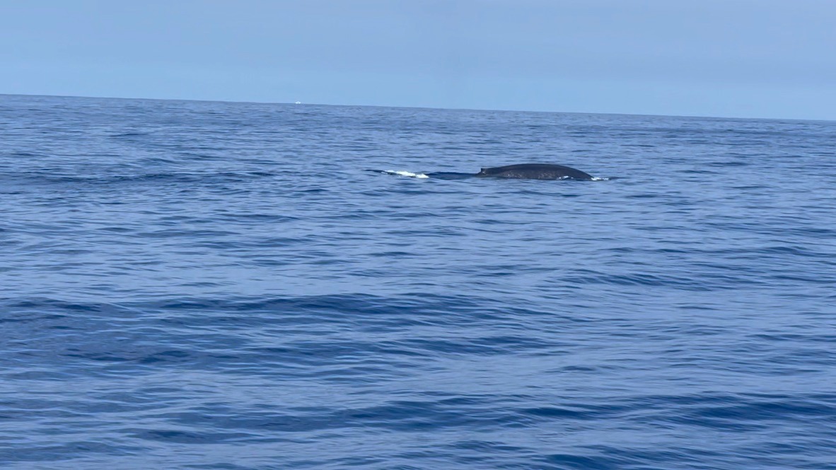 Sunset Cruise — Ocean Queen 2 (8 seats) gallery photo 8