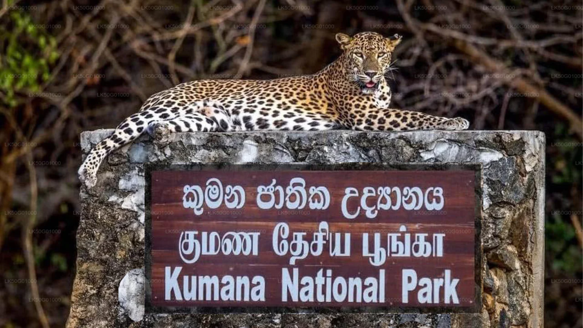 Private Sri Lanka Round Trip — SUV with Driver-Guide gallery photo 4